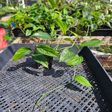 Load image into Gallery viewer, Monstera Acacoyaguensis 4" pot, Fedex 2day*
