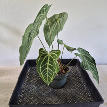Load image into Gallery viewer, Anthurium Magnificum X Red Crystalinum exact plant, Fedex 2day*
