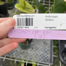 Load image into Gallery viewer, Anthurium Shibori Variegated exact plant, Fedex 2day*
