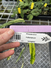 Load image into Gallery viewer, Philodendron Holtonianum Variegated exact plant, Fedex 2day*
