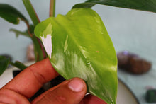 Load image into Gallery viewer, Variegated Philodendron White Princess Exact Plant Ships nationwide
