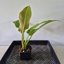 Load image into Gallery viewer, Philodendron Giant Orlando exact plant, Fedex 2day*
