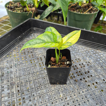 Load image into Gallery viewer, Monstera Siltepecana, Exact Plant Variegated Ships Nationwide
