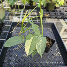 Load image into Gallery viewer, Philodendron Bipennifolium, Exact Plant Variegated Ships Nationwide
