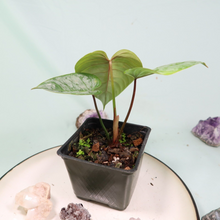 Load image into Gallery viewer, Philodendron Sodiroi True Form Shipped Nationwide
