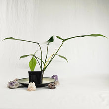 Load image into Gallery viewer, Philodendron Joepii, Exact Plant Ships Nationwide
