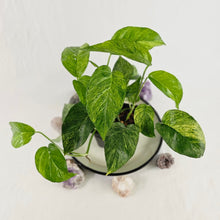 Load image into Gallery viewer, Epipremnum Pinnatum Tricolor Mint, Exact Plant Variegated multi pot of 4 Ships Nationwide
