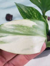 Load image into Gallery viewer, Standleyana Aurea, exact plant, variegated Monstera, ships nationwide
