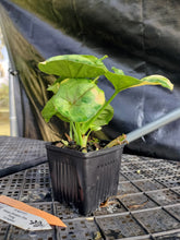 Load image into Gallery viewer, Syngonium Mango Allusion, Orm Thong, Exact Plant Variegated Ships Nationwide
