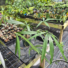 Load image into Gallery viewer, Anthurium Polydactylum exact plant, Fedex 2day*
