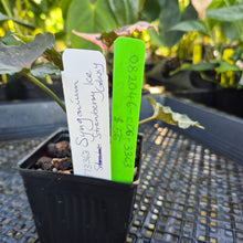 Load image into Gallery viewer, Syngonium Strawberry Ice, Exact Plant Variegated Ships Nationwide
