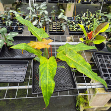 Load image into Gallery viewer, Philodendron Orange Marmalade, Autumn Queen exact plant, Fedex 2day
