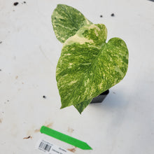 Load image into Gallery viewer, Monstera deliciosa green snow, Exact Plant Ships Nationwide
