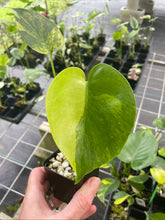 Load image into Gallery viewer, Monstera Deliciosa Aurea variegated 2.5" pot 2DayAir
