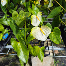 Load image into Gallery viewer, Anthurium White Obake 'Tropic Ice', 4" pot, Fedex 2day*
