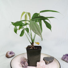 Load image into Gallery viewer, Anthurium Clavigerum 4&quot; pot, ships nationwide
