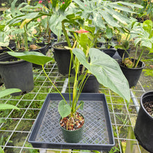 Load image into Gallery viewer, Anthurium Shibori, Exact Plant Variegated
