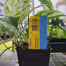 Load image into Gallery viewer, Epipremnum Pinnatum Marble, Exact Plant Variegated Ships Nationwide
