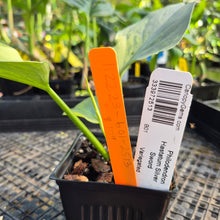 Load image into Gallery viewer, Philodendron Hastatum Silver Sword, Exact Plant Variegated Ships Nationwide
