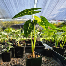 Load image into Gallery viewer, Alocasia Frydek, Exact Plant Variegated
