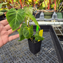 Load image into Gallery viewer, Philodendron Verrucosum Melon, Exact Plant Ships Nationwide
