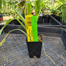 Load image into Gallery viewer, Philodendron Holtonianum Variegated, Exact Plant Ships Nationwide
