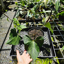 Load image into Gallery viewer, Anthurium Leuconeurum, Exact Plant
