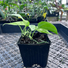 Load image into Gallery viewer, Philodendron Hederaceum, Heart Leaf, Exact Plant Variegated Ships Nationwide

