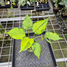 Load image into Gallery viewer, Alocasia Cucullata Banana Split Variegated exact plant, Fedex 2day*
