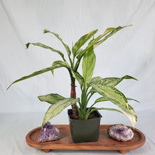 Load image into Gallery viewer, Aglaonema Ice Queen, Silver Queen, Exact Plant Variegated double plant
