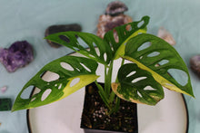 Load image into Gallery viewer, Variegated Monstera Adansonii Albo Exact Plant Ships nationwide
