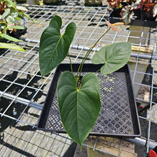 Load image into Gallery viewer, Anthurium Peppermint Splash, Shibori AFF, speckled , Exact Plant
