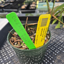 Load image into Gallery viewer, Monstera Sierrana Hawaii Clone, Exact Plant Ships Nationwide
