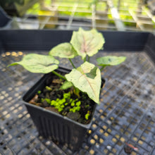 Load image into Gallery viewer, Syngonium Green Splash, Exact Plant Variegated Ships Nationwide
