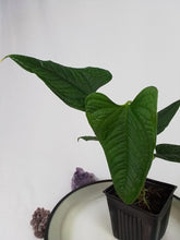 Load image into Gallery viewer, Anthurium Lappoanum, Exact Plant
