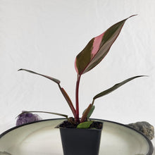 Load image into Gallery viewer, Philodendron Pink Princess Variegated 2.5" pot, Fedex 2day*
