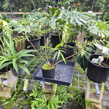Load image into Gallery viewer, Philodendron Polypodioides, Exact Plant
