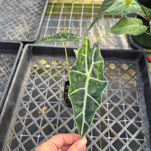 Load image into Gallery viewer, Alocasia Sanderiana Bull Aurea, Exact Plant Variegated
