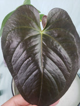 Load image into Gallery viewer, Red Beauty, Exact Plant, Anthurium
