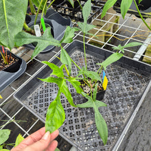 Load image into Gallery viewer, Philodendron Quercifolium x Pedatum, Exact Plant Ships Nationwide
