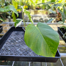 Load image into Gallery viewer, Monstera Borsigiana Albo Deliciosa, Exact Plant Variegated
