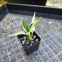 Load image into Gallery viewer, Spathiphylum Peace Lily City of Angels, Exact Plant Variegated 2.5&#39;&#39; pot
