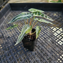 Load image into Gallery viewer, Alocasia Bambino, Exact Plant Variegated Ships Nationwide
