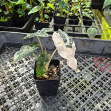 Load image into Gallery viewer, Alocasia polly snowflake pink variegated, Exact Plant Ships Nationwide.
