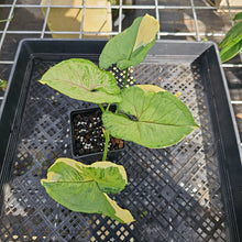 Load image into Gallery viewer, Syngonium Mango Allusion, Orm Thong, Exact Plant Variegated Ships Nationwide
