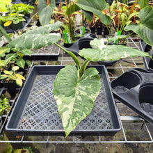 Load image into Gallery viewer, Alocasia Odora, Okinawa Silver, Exact Plant Variegated Ships Nationwide
