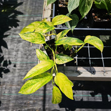 Load image into Gallery viewer, Epipremnum Pinnatum Sunburst, Exact Plant Variegated Ships Nationwide
