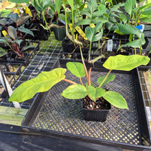 Load image into Gallery viewer, Philodendron Jungle Fever , Exact Plant Variegated Ships Nationwide
