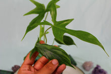 Load image into Gallery viewer, Philodendron Quercifolium x Pedatum aka Glad Hands Exact Plant Ships nationwide
