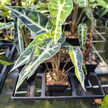 Load image into Gallery viewer, Alocasia Bambino Aurea Variegated 2.5" pot, Fedex 2day*
